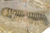 Cluster Of Crotalocephalina Trilobites - Atchana, Morocco #235798-9